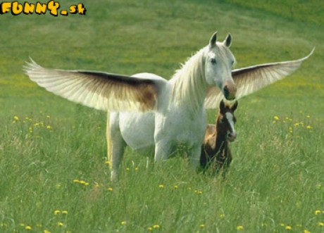 Pegasík